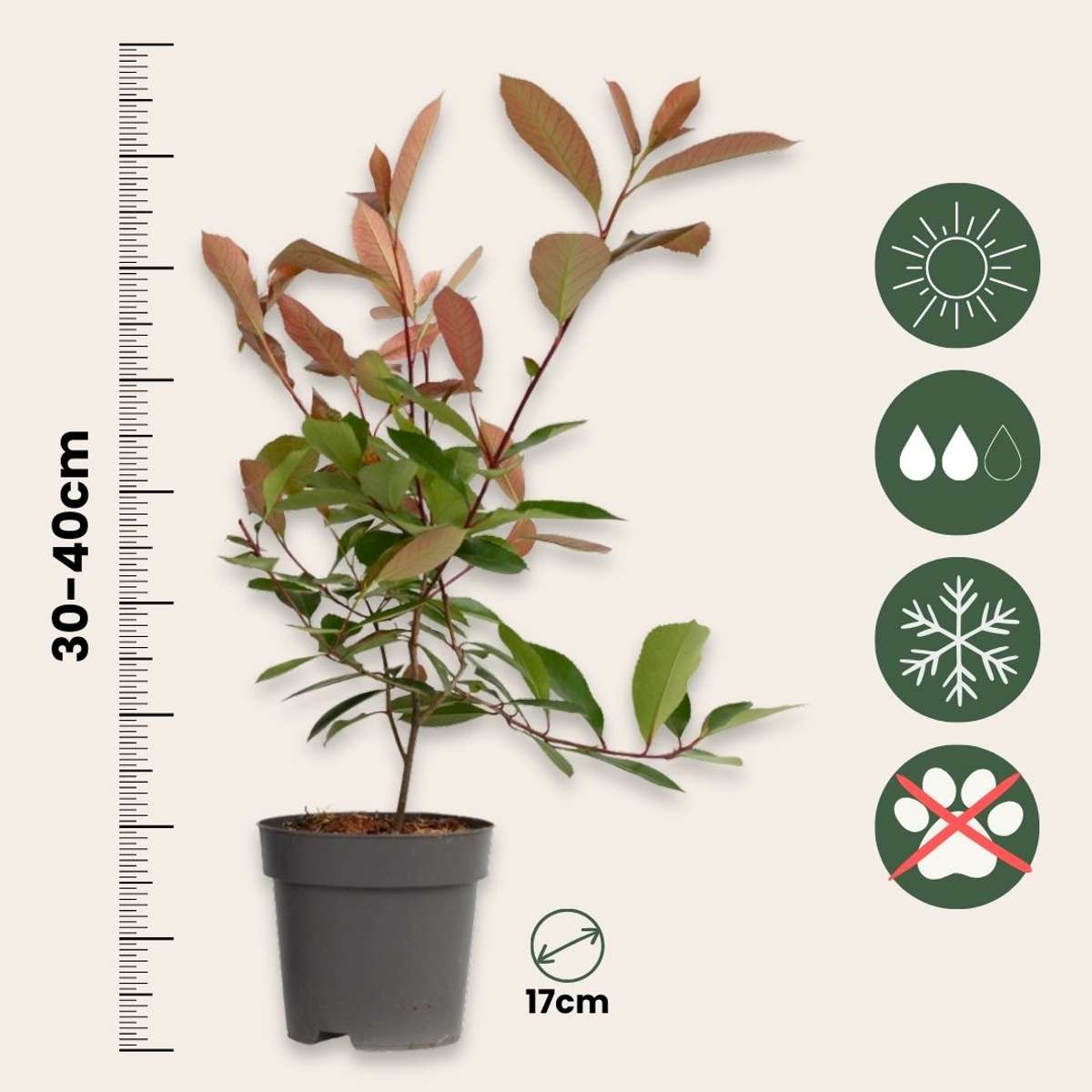 Christmas berry - 2 pcs. - Photinia fraseri 'Red Robin' - Height 30-40cm - ⌀17cm
