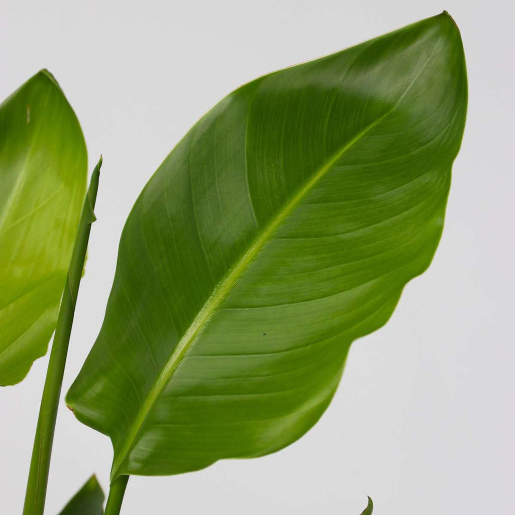 Giant Bird of Paradise - 2 pcs. - Strelitzia nicolai - Height 55-70cm - ⌀17cm