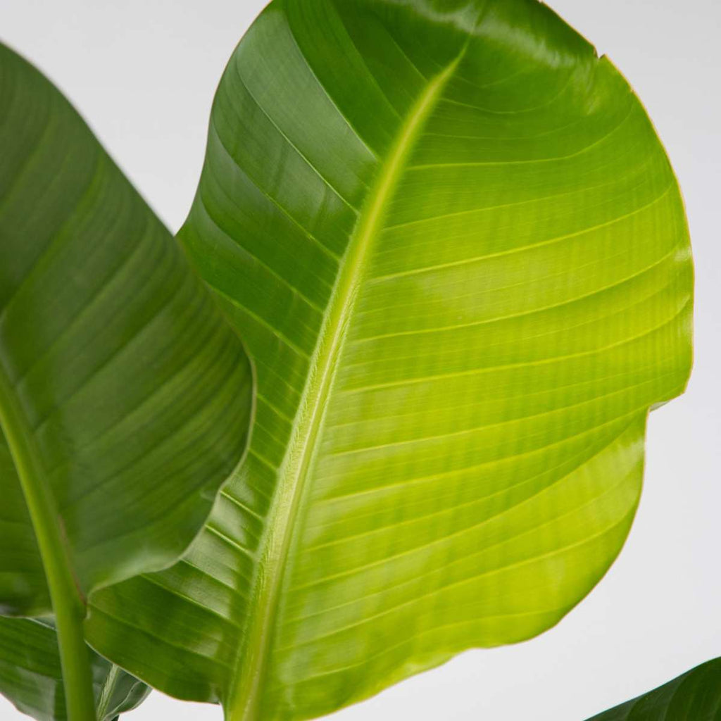 Giant Bird of Paradise - 2 pcs. - Strelitzia nicolai - Height 55-70cm - ⌀17cm