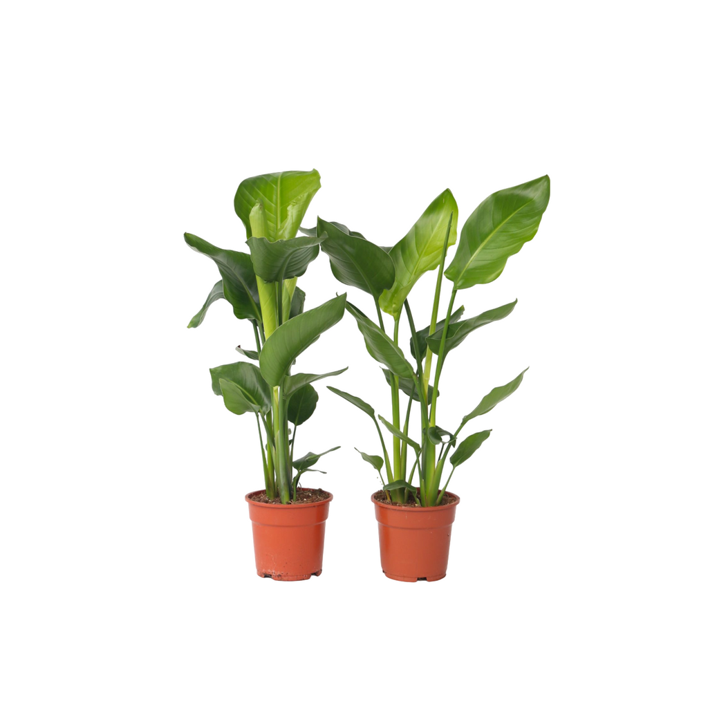Giant Bird of Paradise - 2 pcs. - Strelitzia nicolai - Height 55-70cm - ⌀17cm