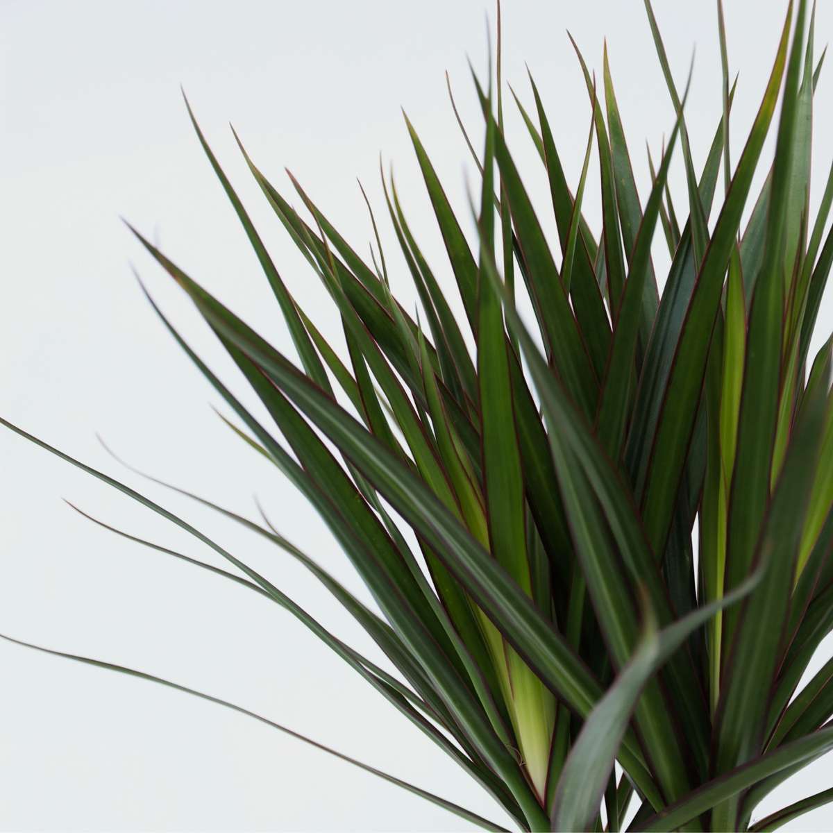 Madagascar Dragon Tree - 2 pcs. - Dracaena marginata - Height 70-80cm - ⌀17cm