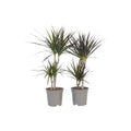 Madagascar Dragon Tree - 2 pcs. - Dracaena marginata - Height 70-80cm - ⌀17cm