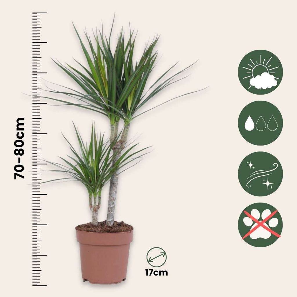 Madagascar Dragon Tree - 4 pcs. - Dracaena marginata - Height 70-80cm - ⌀17cm