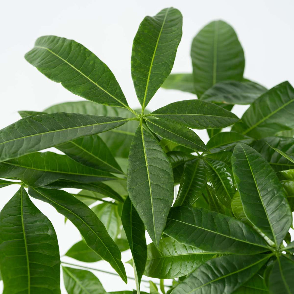 Money Tree Plant - 2 pcs. - Pachira aquatica - Height 60-70cm - ⌀17cm