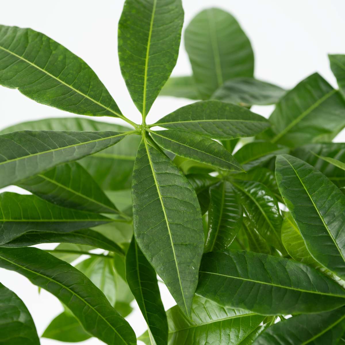 Money Tree Plant - 2 pcs. - Pachira aquatica - Height 60-70cm - ⌀17cm
