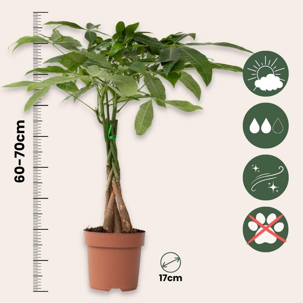 Money Tree Plant - 2 pcs. - Pachira aquatica - Height 60-70cm - ⌀17cm