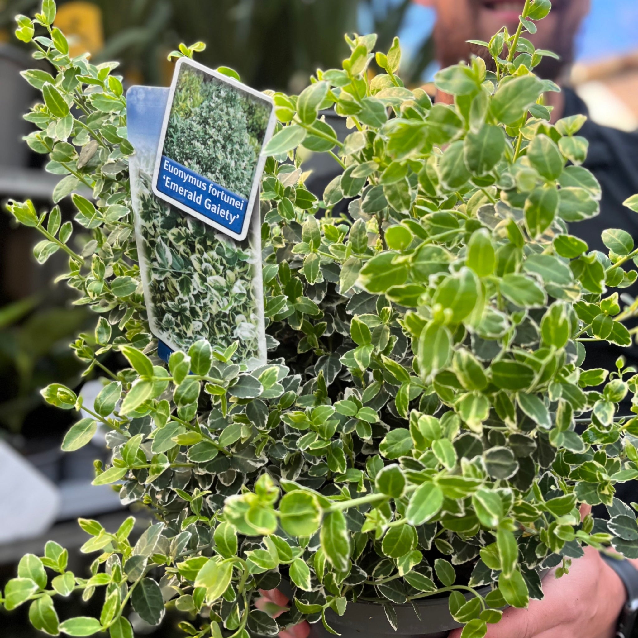 Euonymus fortunei ‘Emerald Gaiety’ 1L / 5L