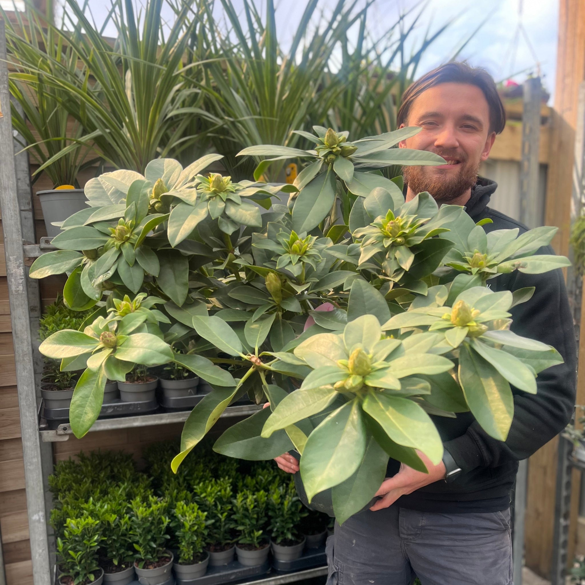 Rhododendron hybride 'Eucharitis' 5L (60-70cm inc. pot)