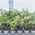 Osmanthus heterophyllus Purpureus (False Holly)