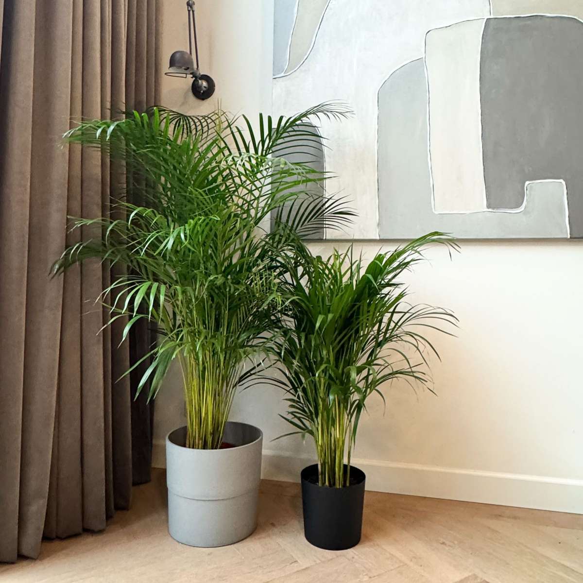 Areca palm 'Golden Cane' - Dypsis lutescens - Height 100-120cm - ⌀21cm