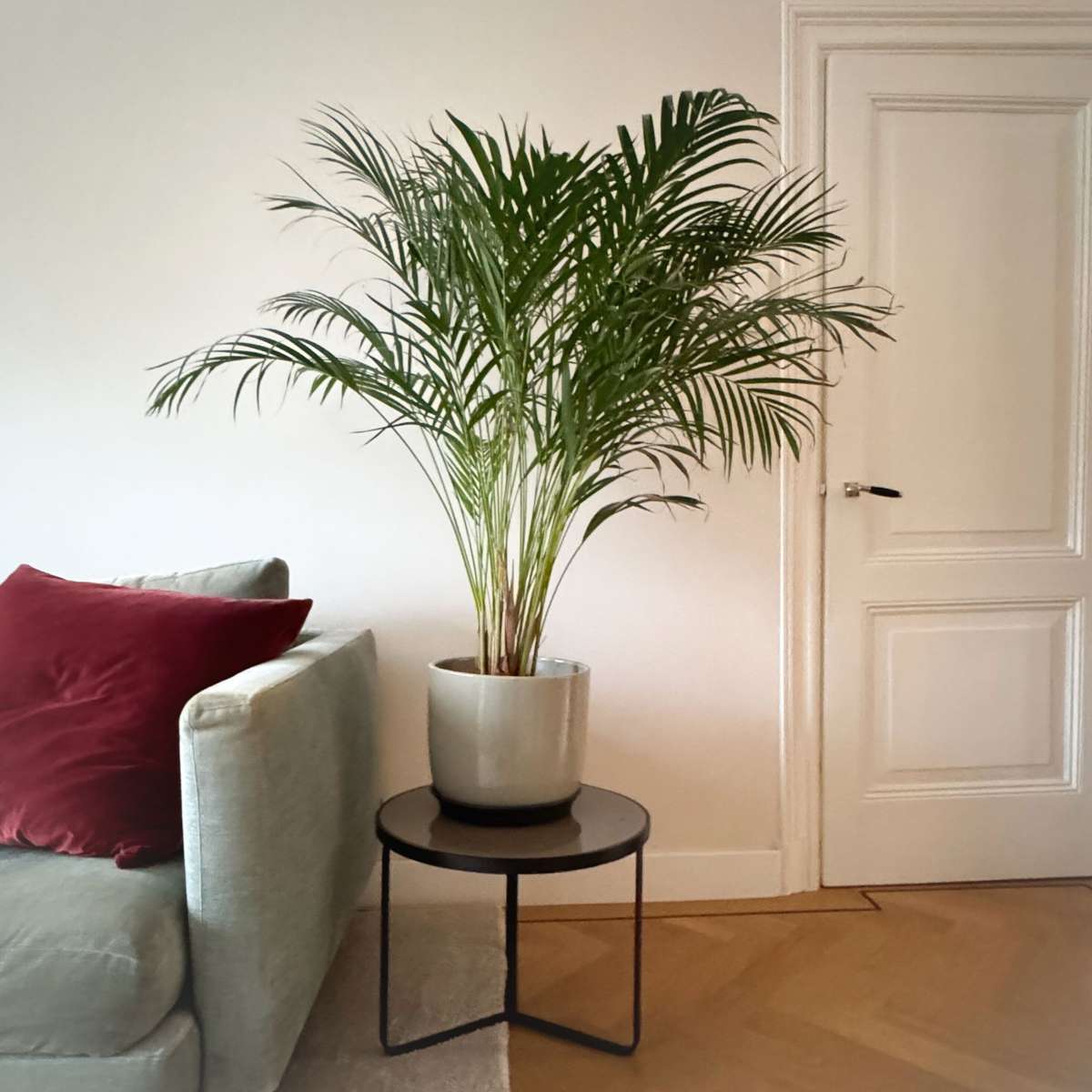 Areca palm 'Golden Cane' - Dypsis lutescens - Height 100-120cm - ⌀21cm