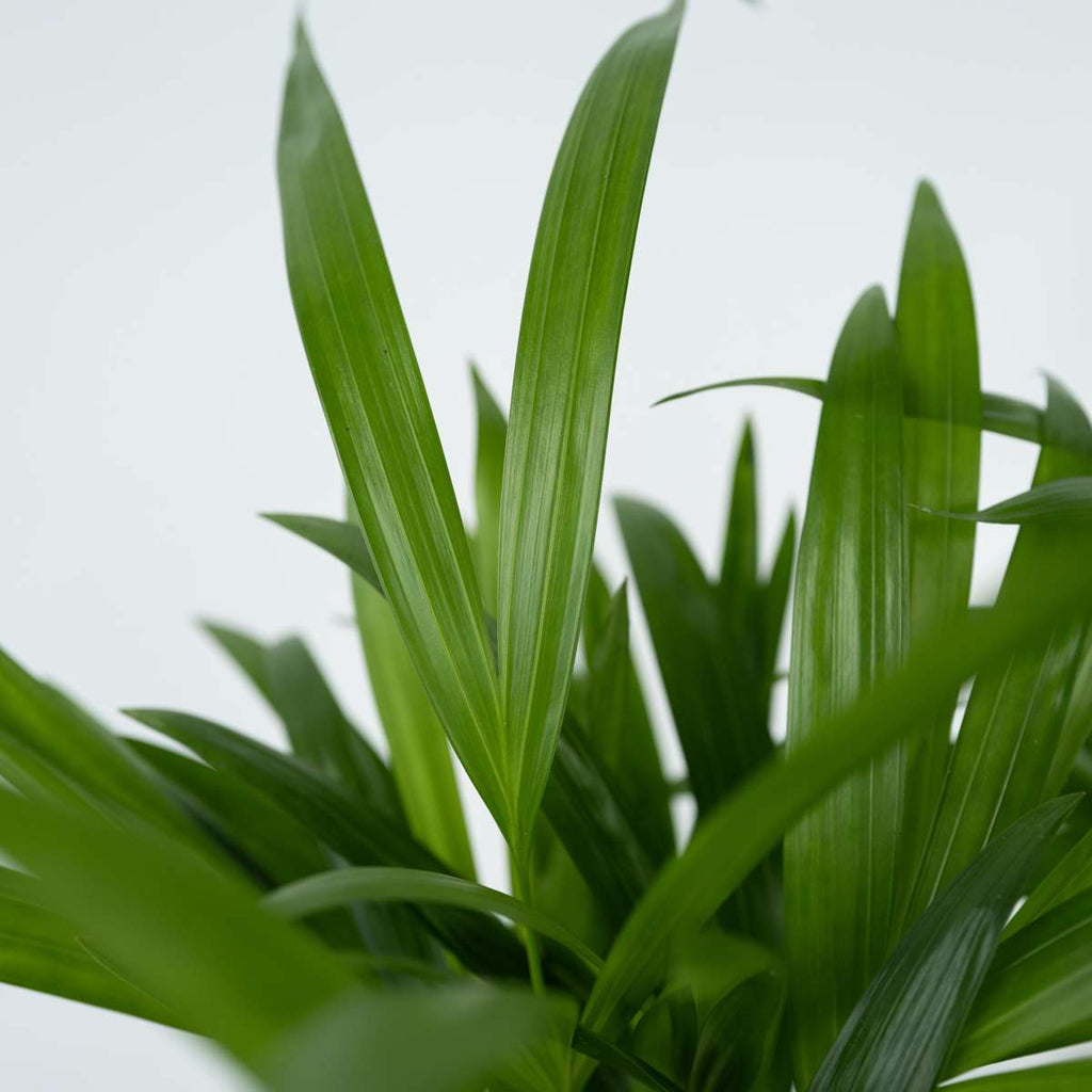 Areca palm 'Golden Cane' - Dypsis lutescens - Height 100-120cm - ⌀21cm