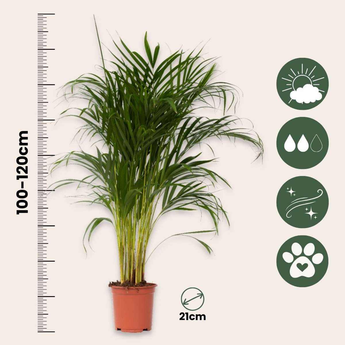 Areca palm 'Golden Cane' - Dypsis lutescens - Height 100-120cm - ⌀21cm
