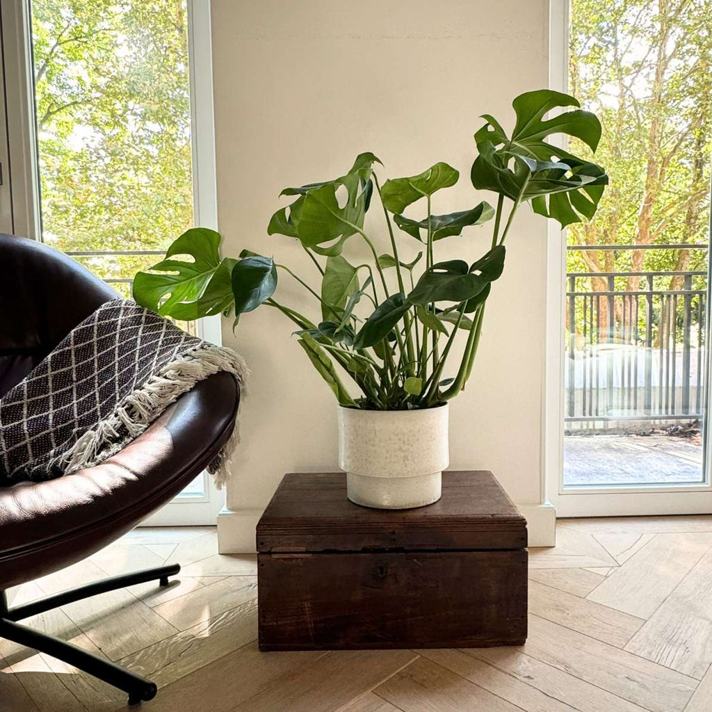 Swiss Cheese Plant - Monstera deliciosa - Height 70-80cm - ⌀21cm