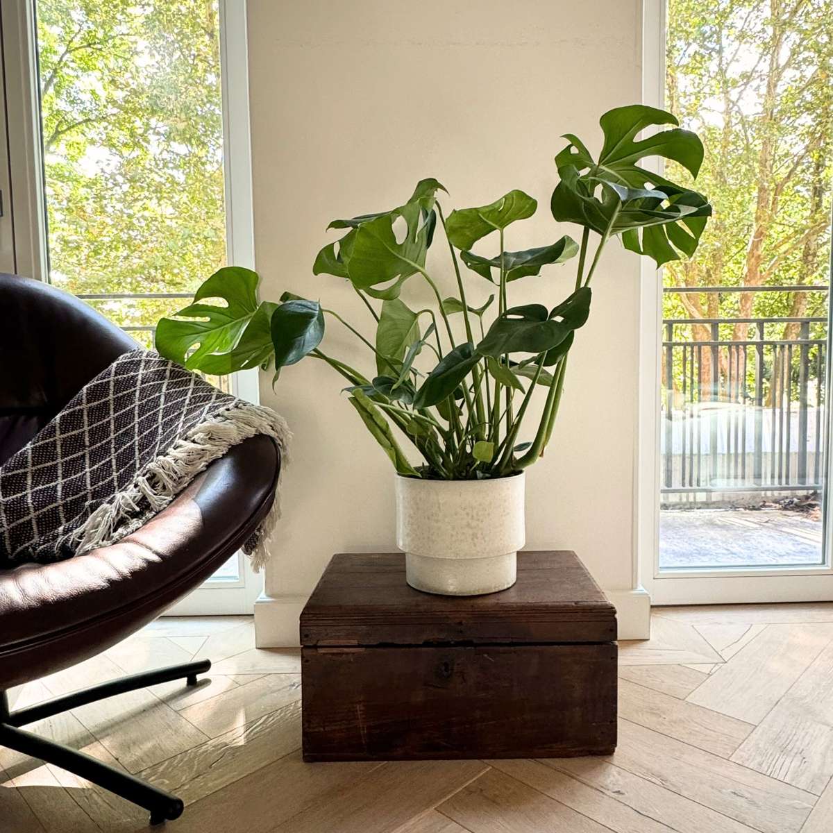Swiss Cheese Plant - Monstera deliciosa - Height 70-80cm - ⌀21cm