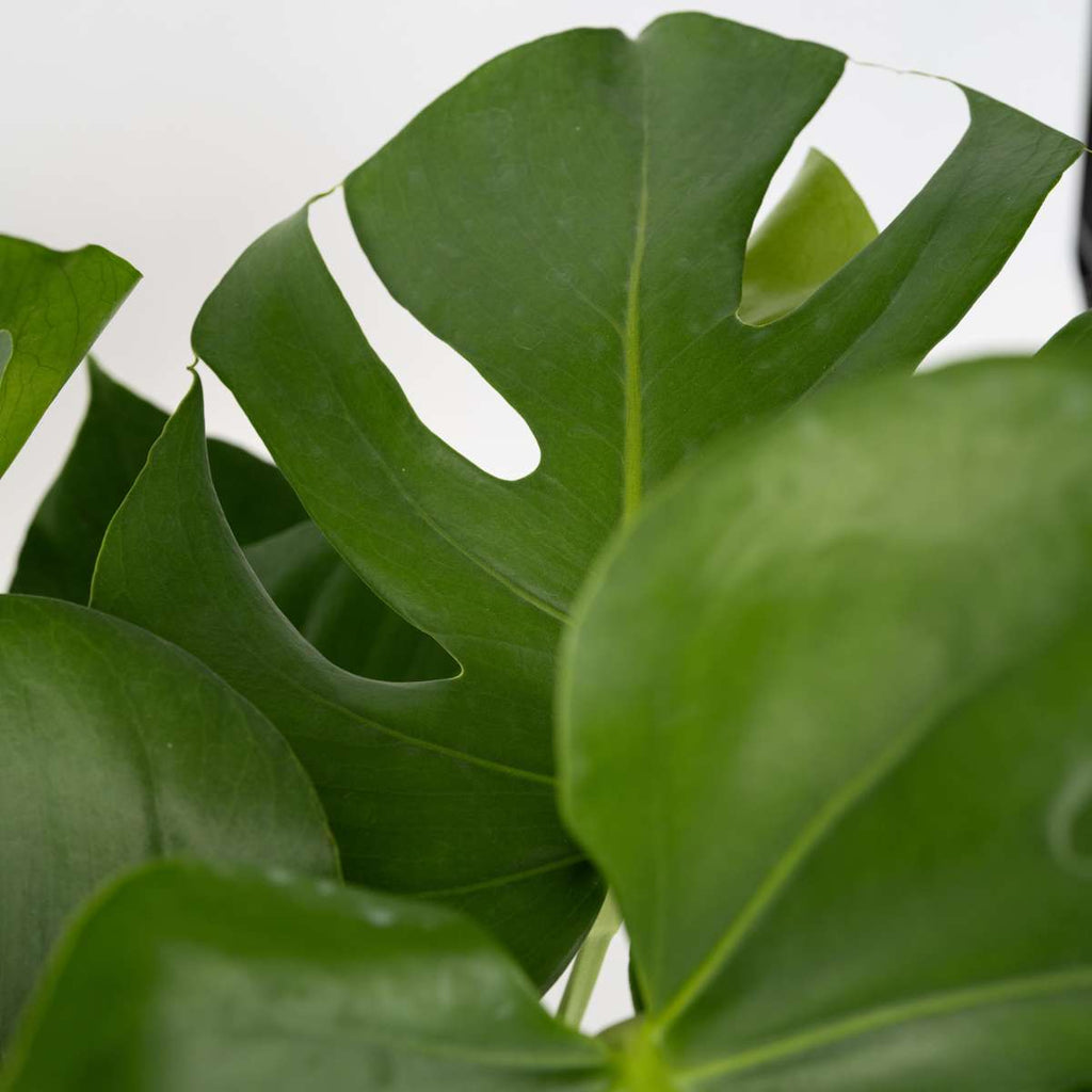 Swiss Cheese Plant - Monstera deliciosa - Height 70-80cm - ⌀21cm