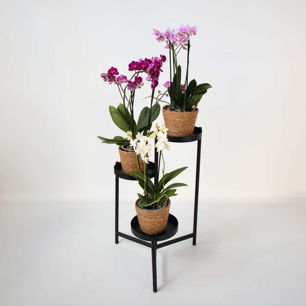 Moth Orchid - x3 - Phalaenopsis Multiflora in basket - Height 35-45cm - ⌀12cm