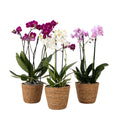 Moth Orchid - x3 - Phalaenopsis Multiflora in basket - Height 35-45cm - ⌀12cm