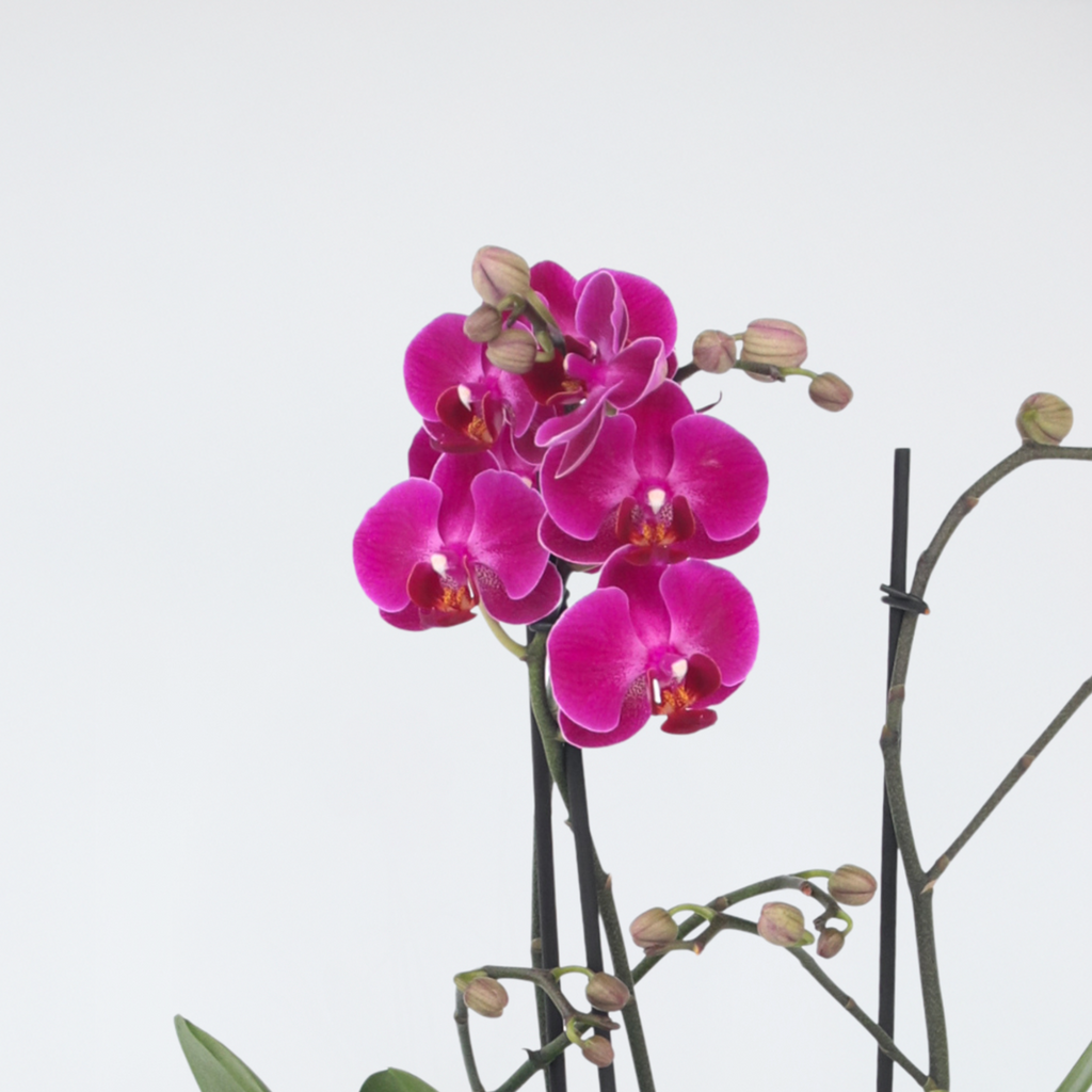 Moth orchid - Phalaenopsis Multiflora - Height 35-45cm - ⌀12cm