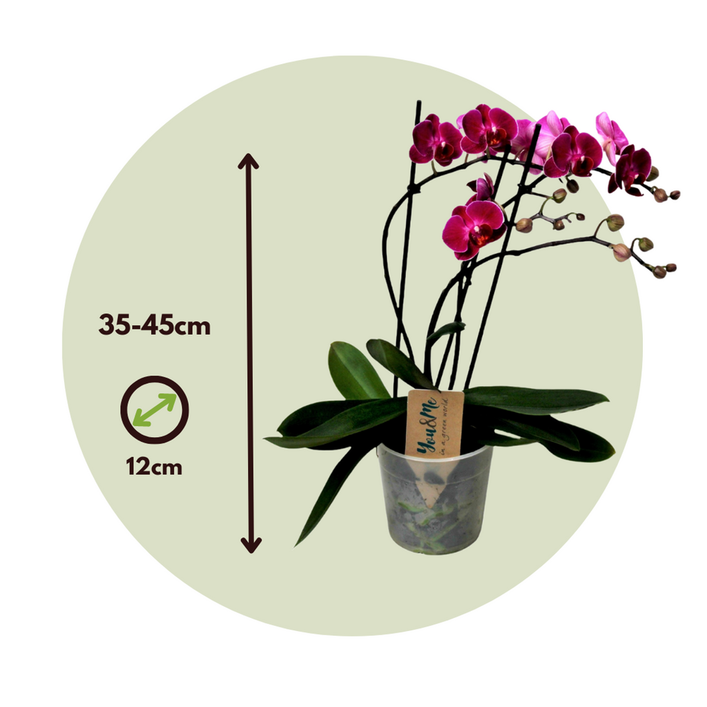 Moth orchid - Phalaenopsis Multiflora - Height 35-45cm - ⌀12cm