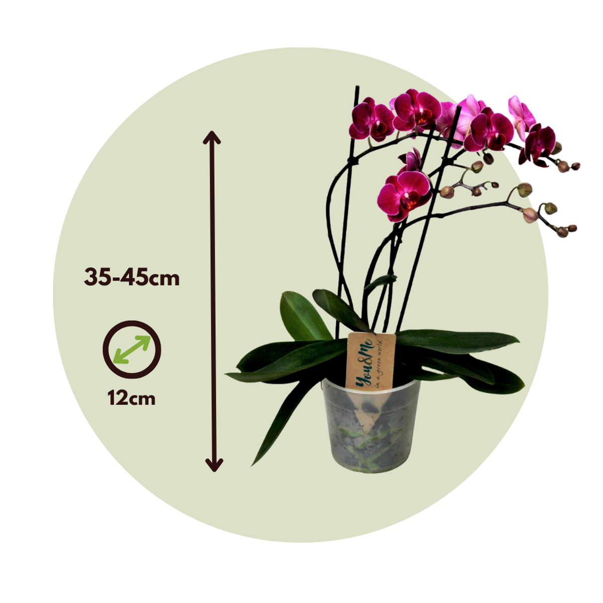 Moth orchid - Phalaenopsis Multiflora - Height 35-45cm - ⌀12cm