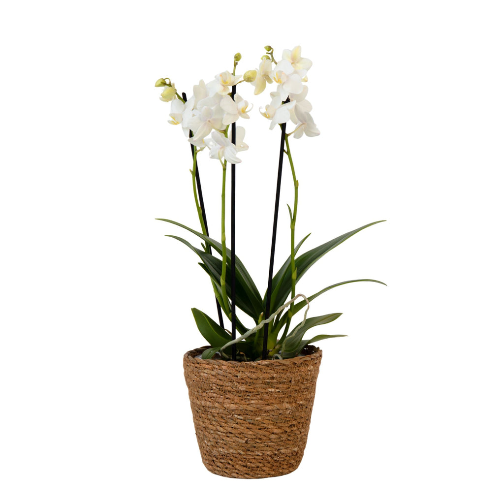 Moth Orchid - Phalaenopsis Multiflora with basket - Height 35-45cm - ⌀12cm