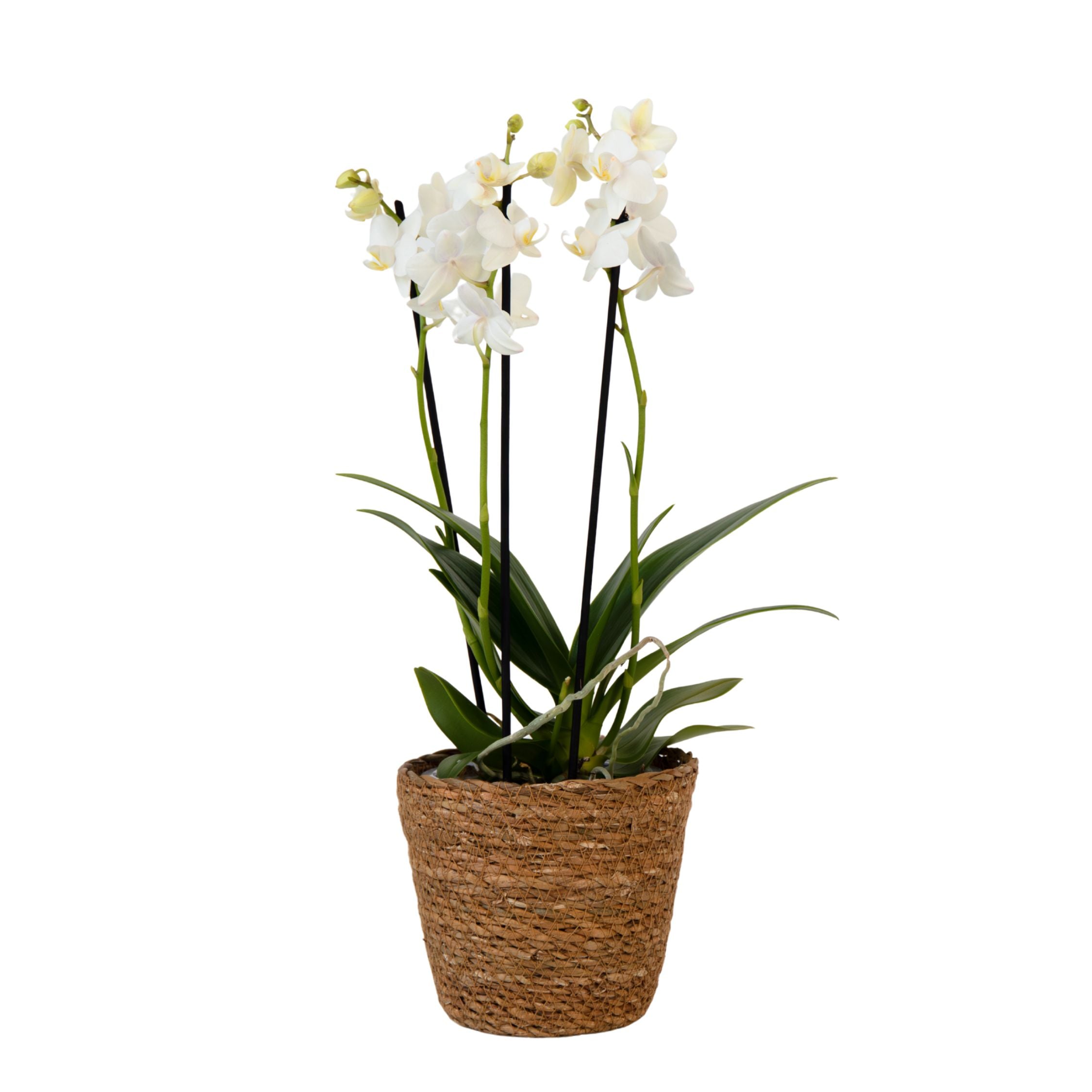 Moth Orchid - Phalaenopsis Multiflora with basket - Height 35-45cm - ⌀12cm