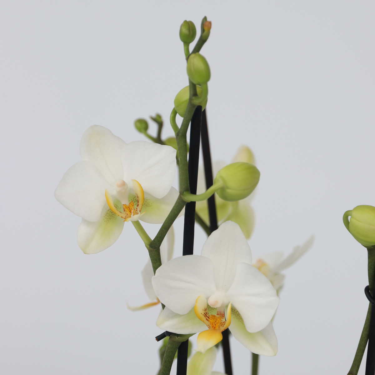 Moth orchid - Phalaenopsis Multiflora - Height 35-45cm - ⌀12cm