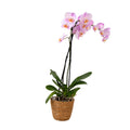 Moth orchid - Phalaenopsis - Height 50-60cm - ⌀12cm