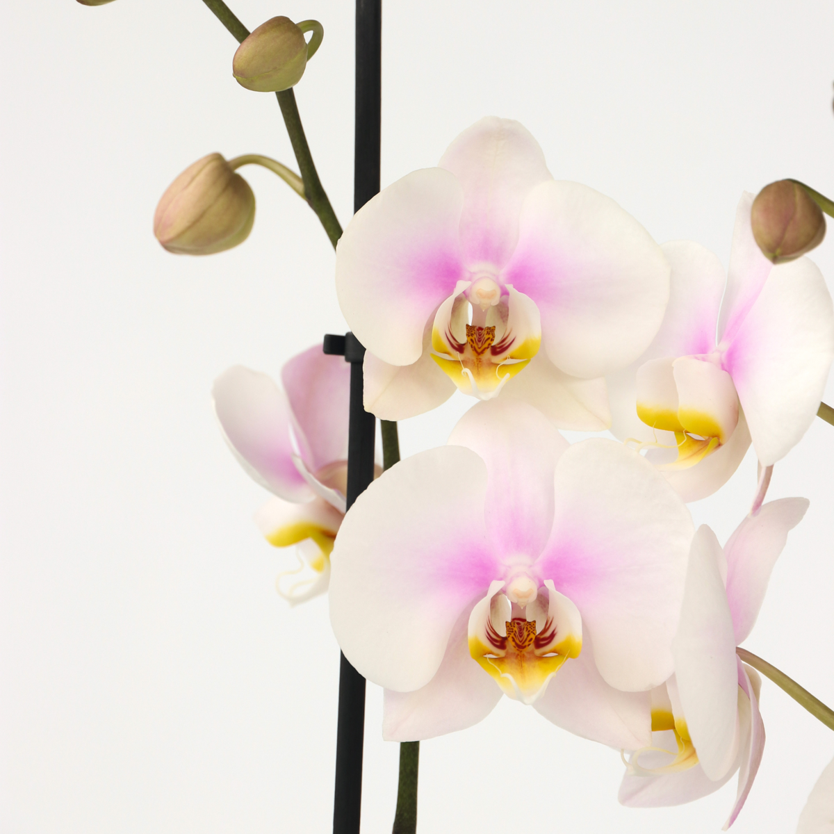 Moth orchid - Phalaenopsis - Height 50-60cm - ⌀12cm