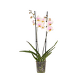 Moth orchid - Phalaenopsis - Height 50-60cm - ⌀12cm