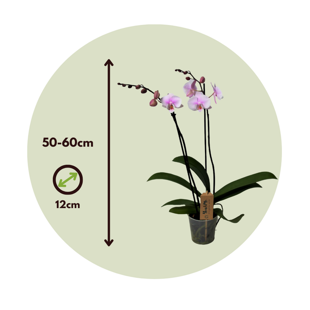 Moth orchid - Phalaenopsis - Height 50-60cm - ⌀12cm