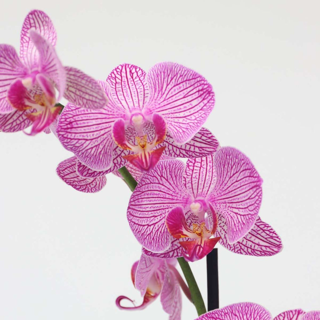 Moth orchid - Phalaenopsis - Height 50-60cm - ⌀12cm