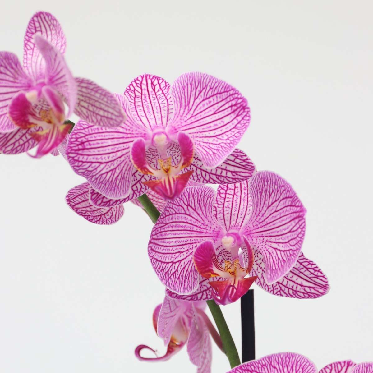 Moth orchid - Phalaenopsis - Height 50-60cm - ⌀12cm