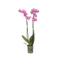 Moth orchid - Phalaenopsis - Height 50-60cm - ⌀12cm