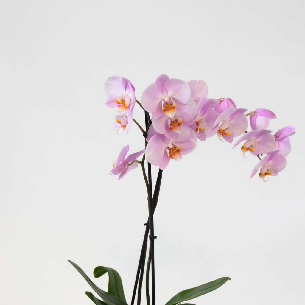 Moth Orchid - Mix of 3 - Phalaenopsis in deco basket - Height 50-60cm - ⌀12cm