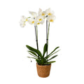 Moth orchid - Phalaenopsis - Height 50-60cm - ⌀12cm