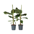 Canary banana - 2 pcs. - Musa 'Dwarf Cavendish' - Height 90-100cm - ⌀21cm