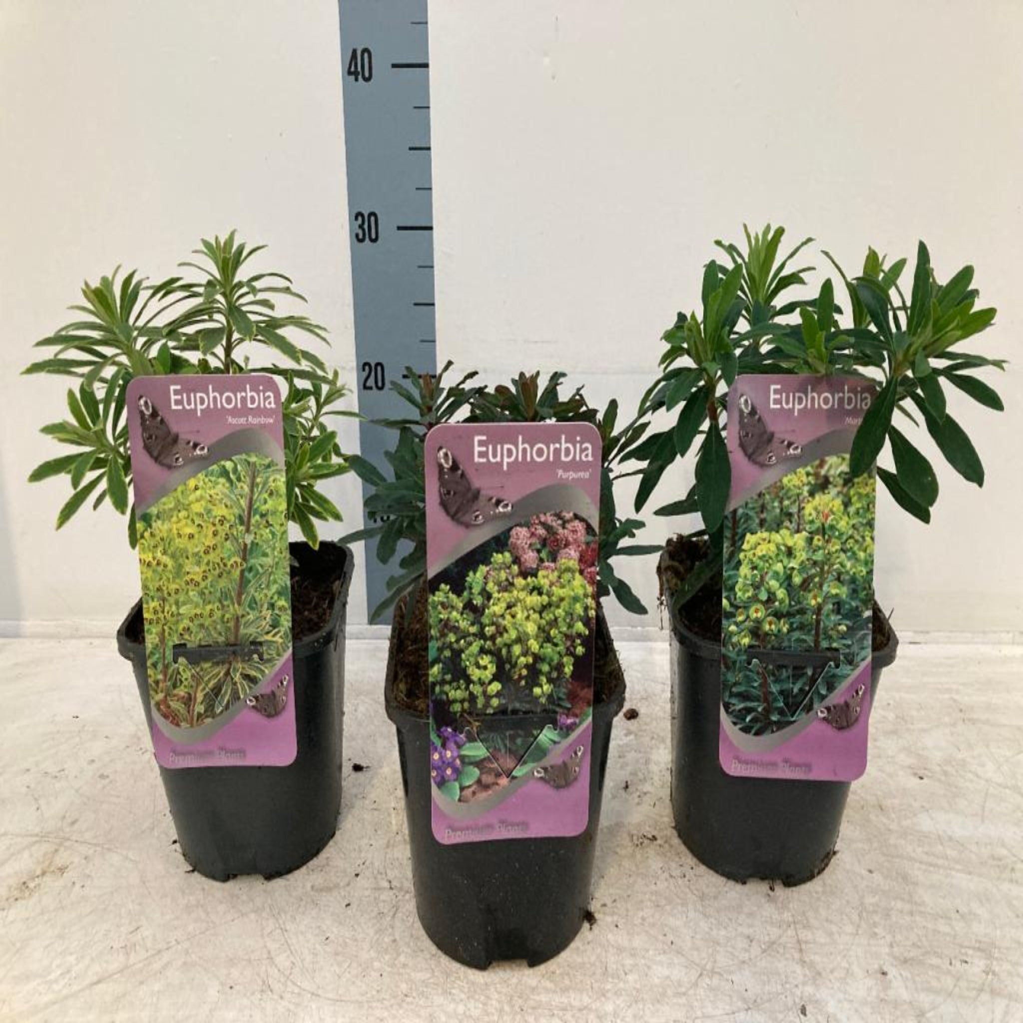 Euphorbia x martinii 'Ascot Rainbow' 9cm/1.5/2L