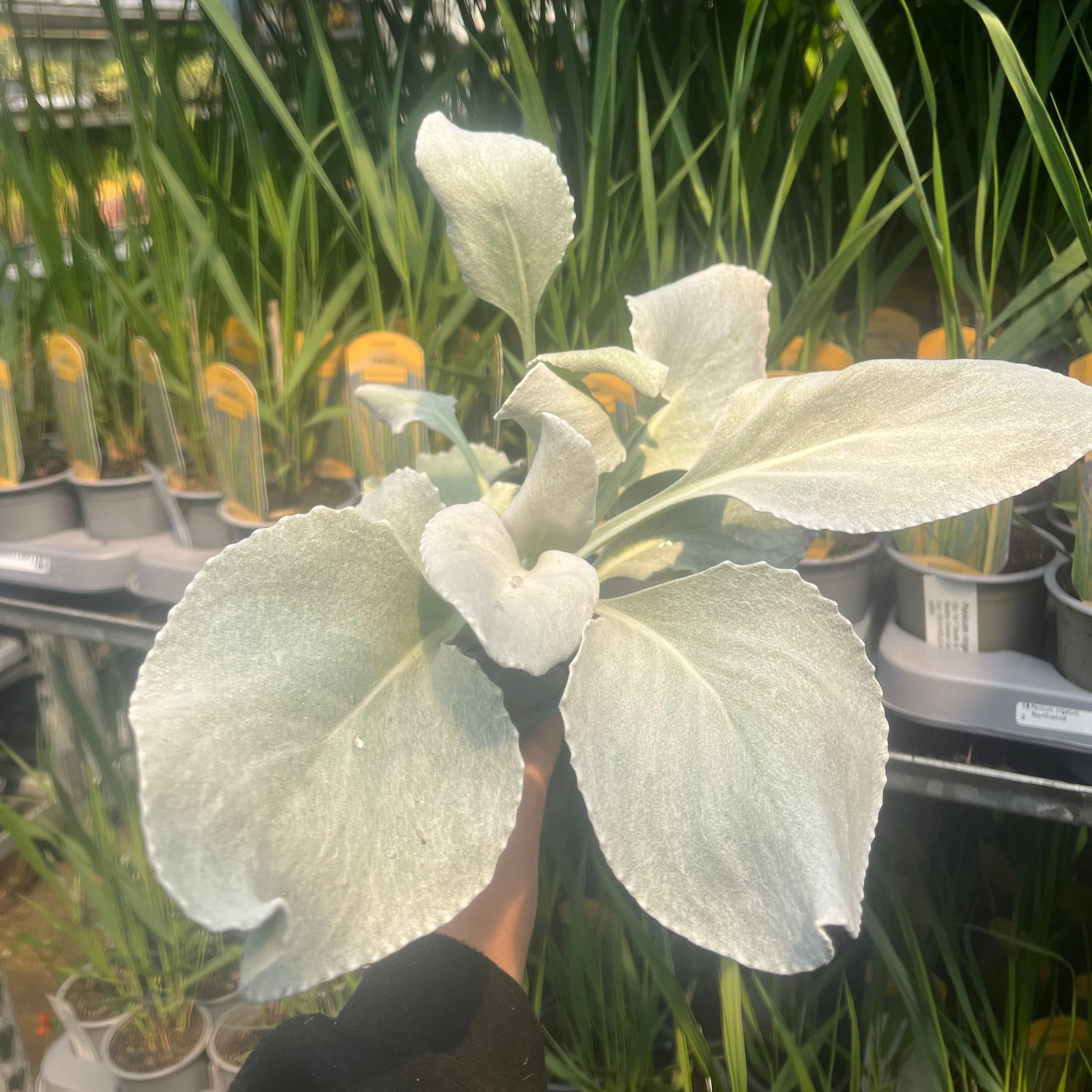 Senecio 'Angel Wings' Evergreen 9cm/2L/5L