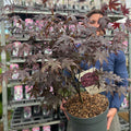 Acer palmatum 'Bloodgood' 3L / 10L / 70L / 90L