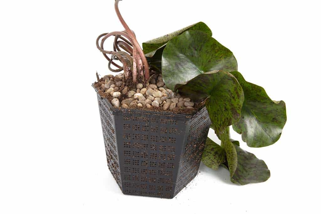 Vesuve water lily - pond plants - LW25