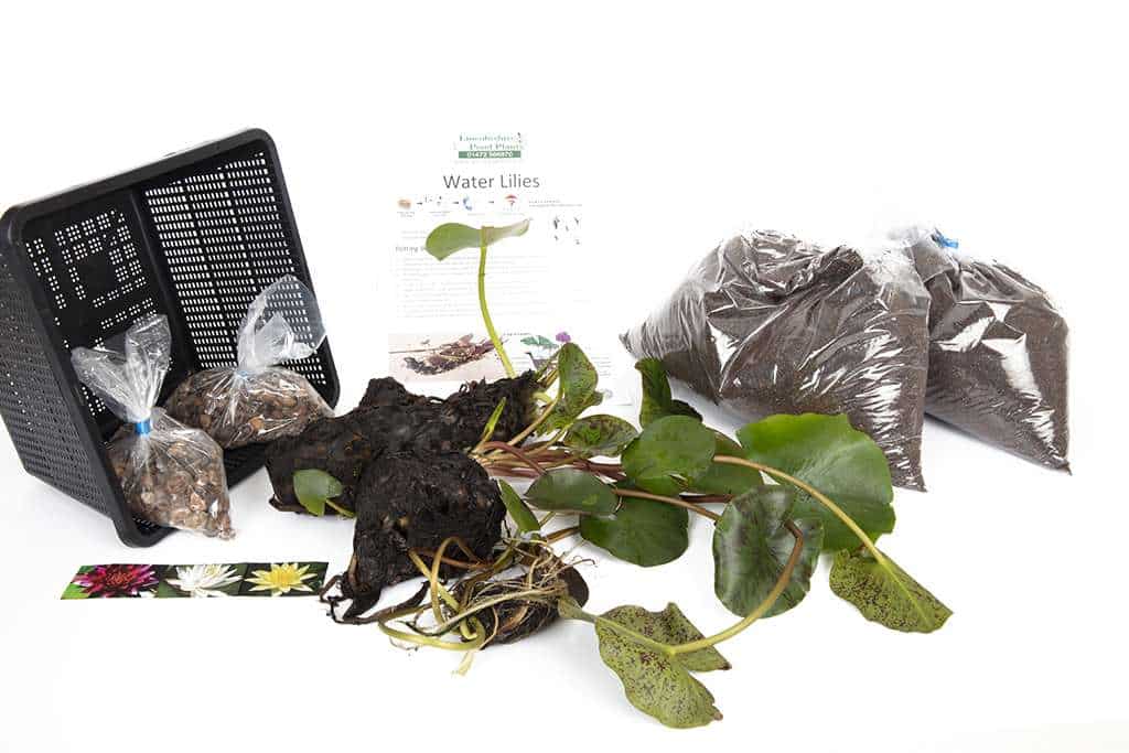 Joey Tomacik water lily - pond plants - SW04