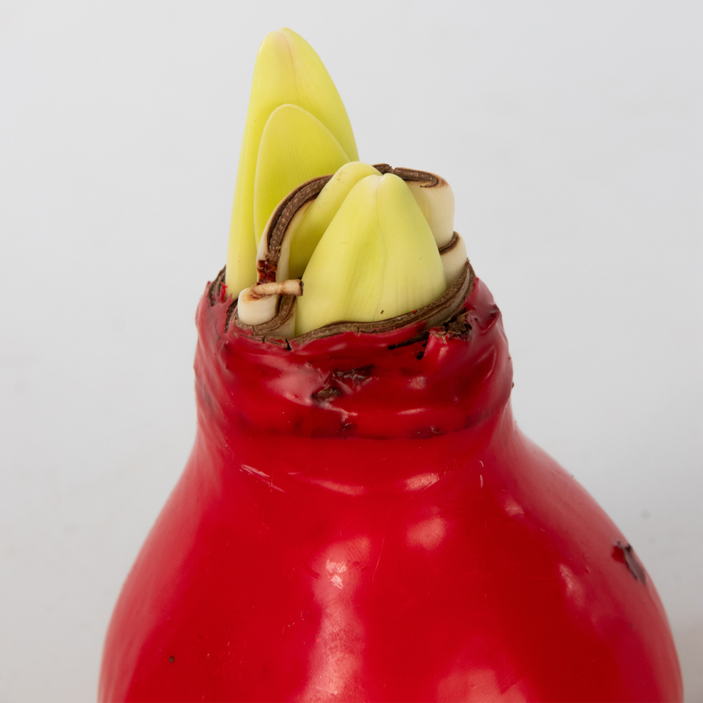 Amaryllis - Hippeastrum 'Wax Mix Red White' - Flower Bulb - Red