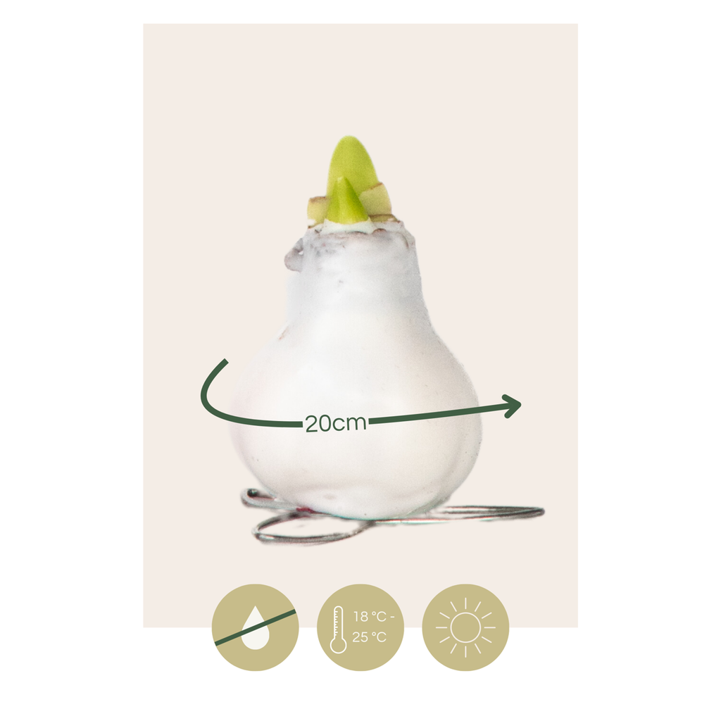 Amaryllis - Hippeastrum 'Wax Mix Red White' - Flower Bulb - Red