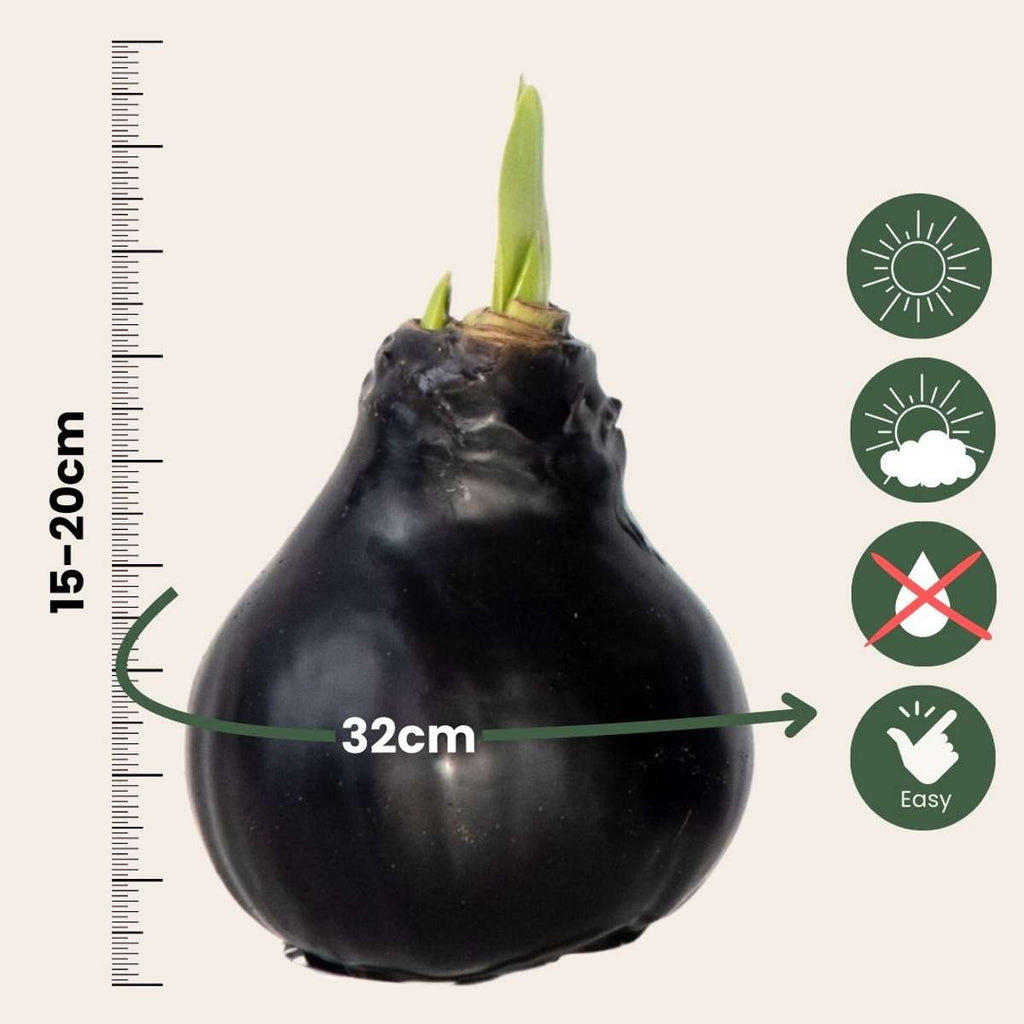 Amaryllis - hippeastrum 'Wax Black' - Flower Bulb - Red