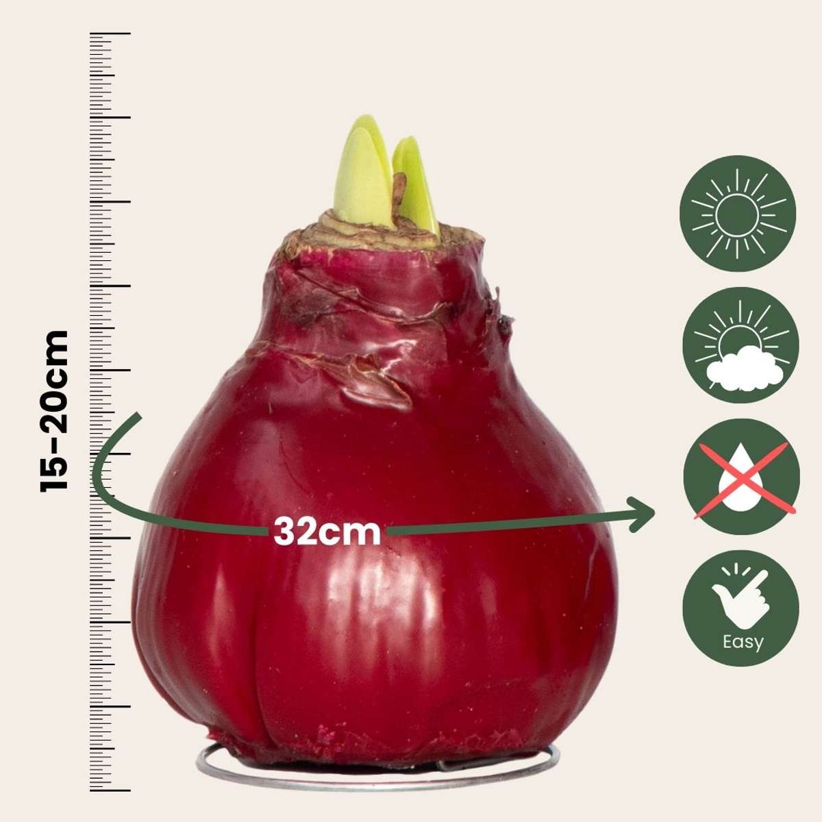 Amaryllis - Hippeastrum 'Wax Bordeaux' - Flower Bulb - Red