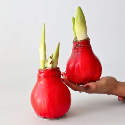 Amaryllis - Hippeastrum 'Wax Red' - Flower Bulb - Red