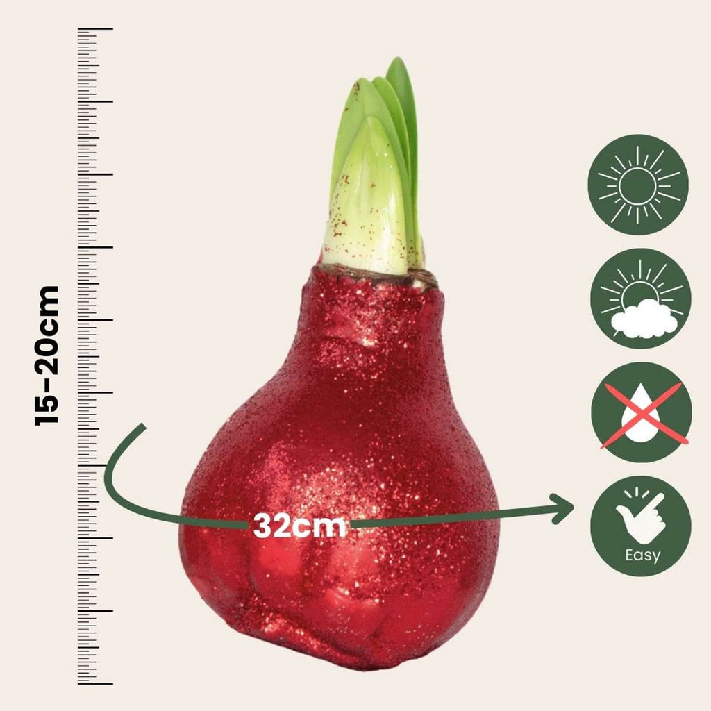 Amaryllis - 3 pcs. - Hippeastrum 'Glitter Mix' - Flower Bulb - Red