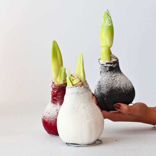 Amaryllis - Hippeastrum 'Wax Snow White' - Flower Bulb - Red